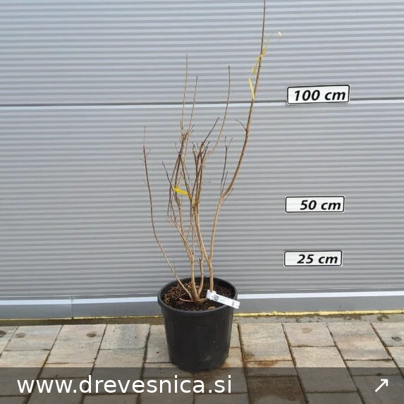 Cotinus cog. 'Golden Lady' Rumenolistni ruj