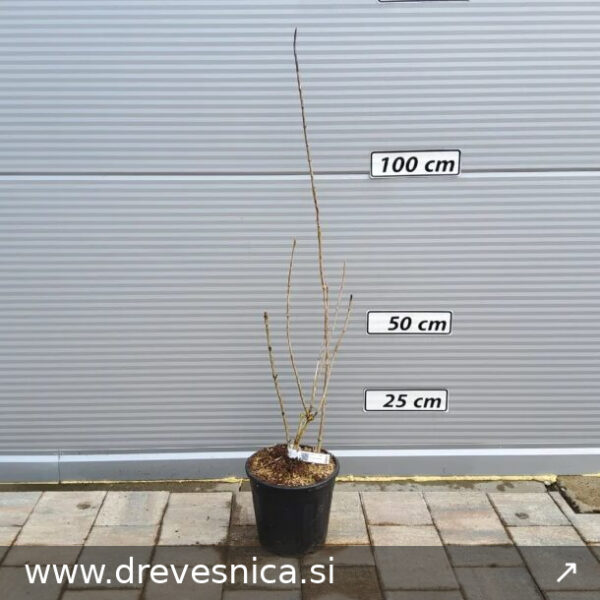 Hydrangea arborescens `Annabelle` (Velecvetna virginijska hortenzija)