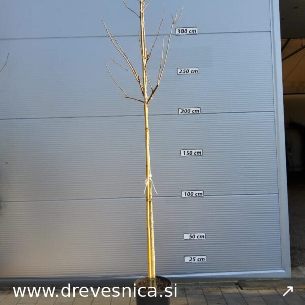 Koelreuteria paniculata (Latnati mehurnik)