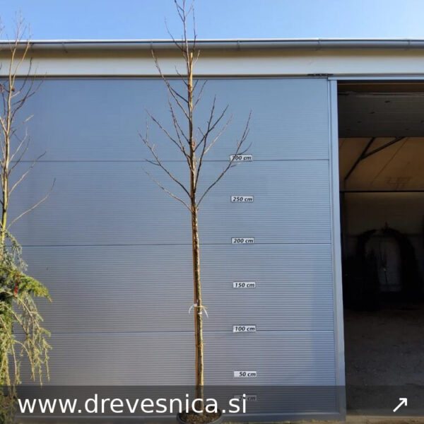 Liquidambar styraciflua (Ameriški ambrovec)