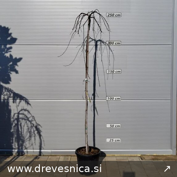 Malus 'Scheideckeri Red Jade' Okrasna jablana