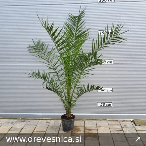 Phoenix canariensis (Kanarska palma)