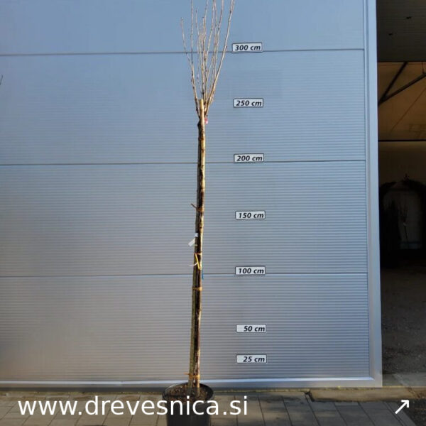 Prunus serrulata 'Amanogawa' (Stebrasta japonska češnja)