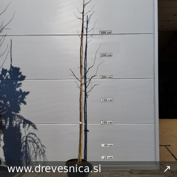 Tilia platyphyllos (Navadna lipa)