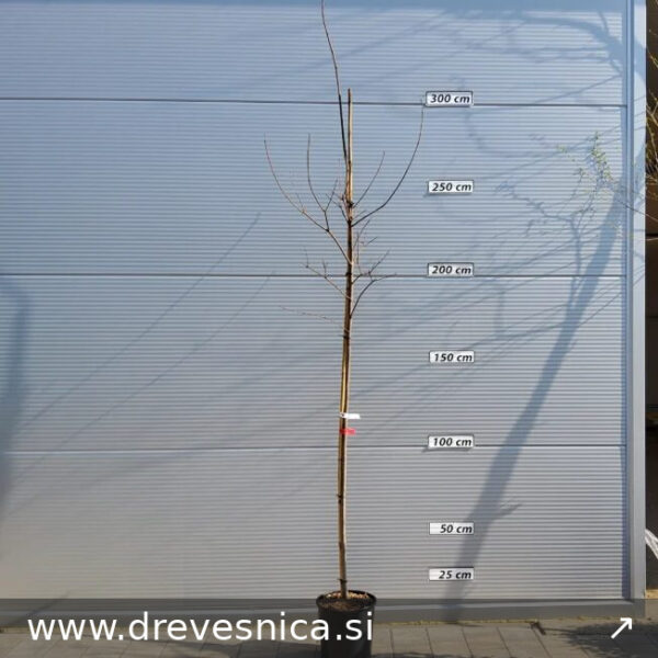 Acer x freemanii 'Autumn Blaze' (Rdeči javor)