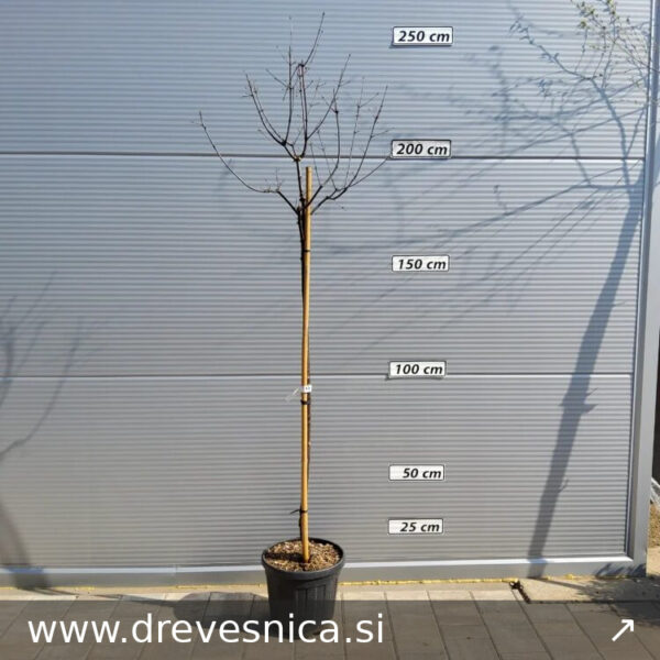 Acer griseum (Papirnolubjasti/Sivi javor na steblu)