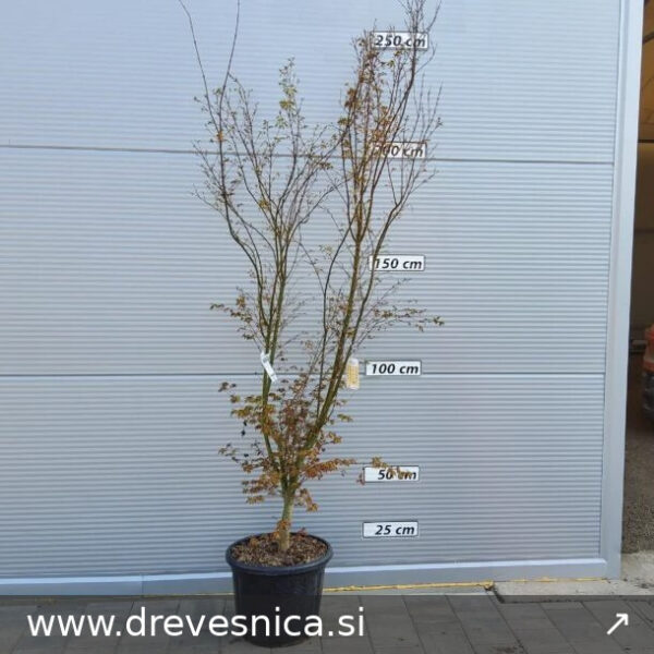 Acer palmatum 'Katsura' (Pahljačasti javor)