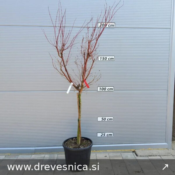 Acer palmatum 'Osakazuki' (Pahljač. javor na steblu)
