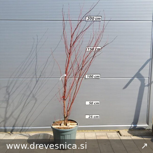 Acer palmatum 'Sangokaku' (Pahljačasti javor na steblu)