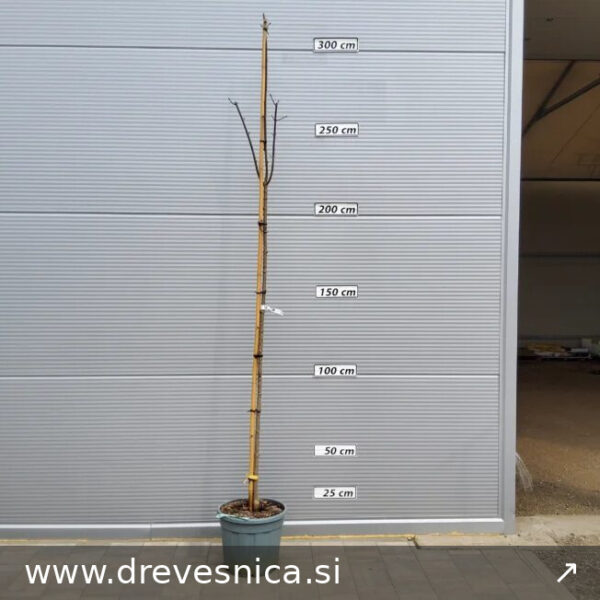 Acer platanoides 'Royal Red' (Rdečelistni ostrolistni javor)