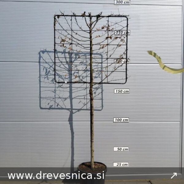 Carpinus betulus (Navadni/Beli gaber na steblu)