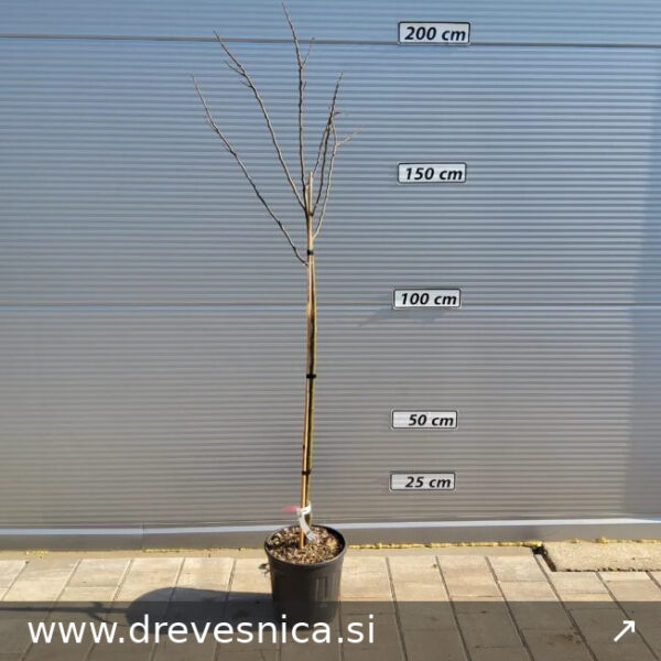 Castanea sativa 'Maraval' (Pravi kostanj na steblu)