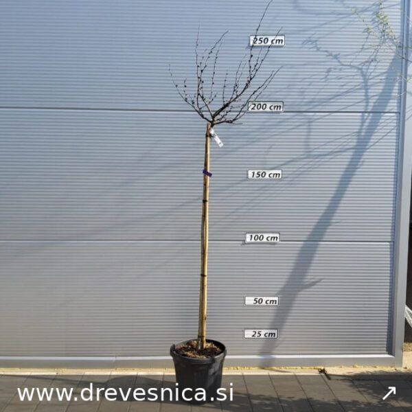 Cercis canad. 'Merlot' (Kanadski jadikovec na steblu)