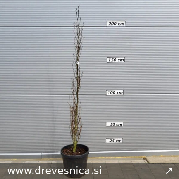 Fagus sylvatica 'Dawyck Gold' (Rumenolistna stebrasta bukev)