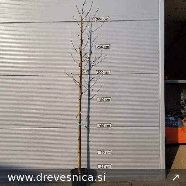 Liriodendron tulipifera (Tulipanovec)