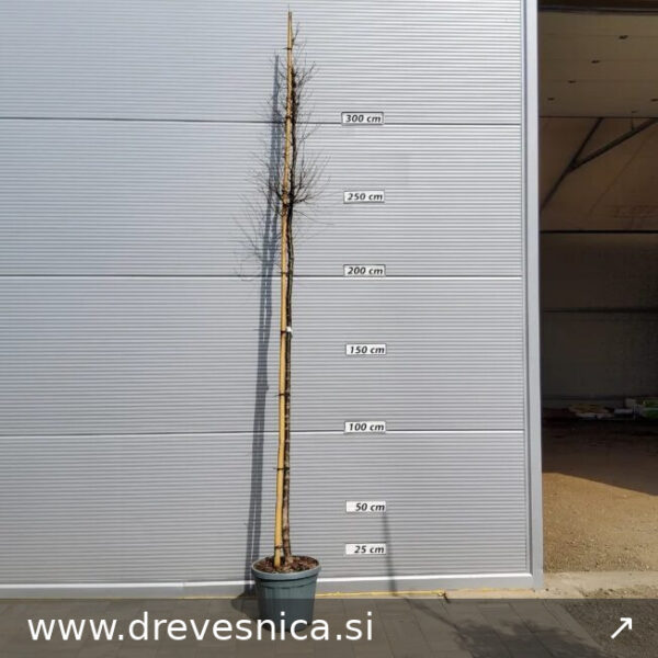 Ulmus pumila (Sibirski brest)