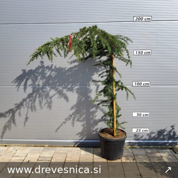Cedrus deodara 'Pendula' (Povešava himalajska cedra)