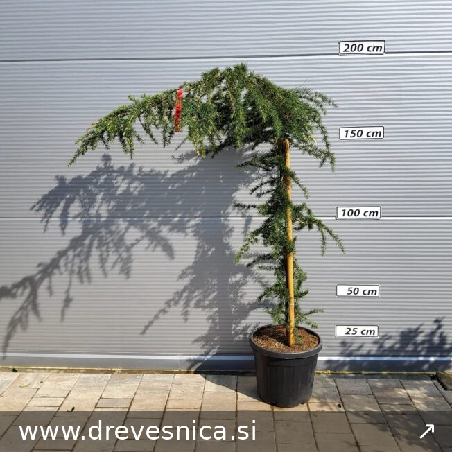 Cedrus deodara 'Pendula' (Povešava himalajska cedra)