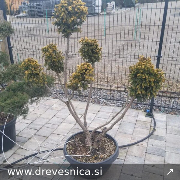 Taxus baccata 'Semperaurea' (Navadna tisa POMPON)