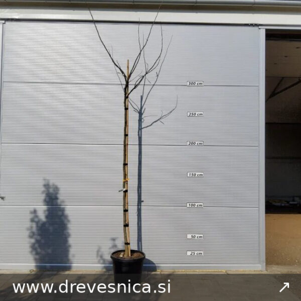 Albizia julibrissin 'Ombrella' (Albicija)