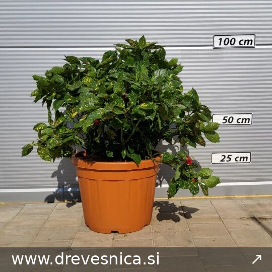 Aucuba japonica 'Crotonifolia Gold' (Aucuba)