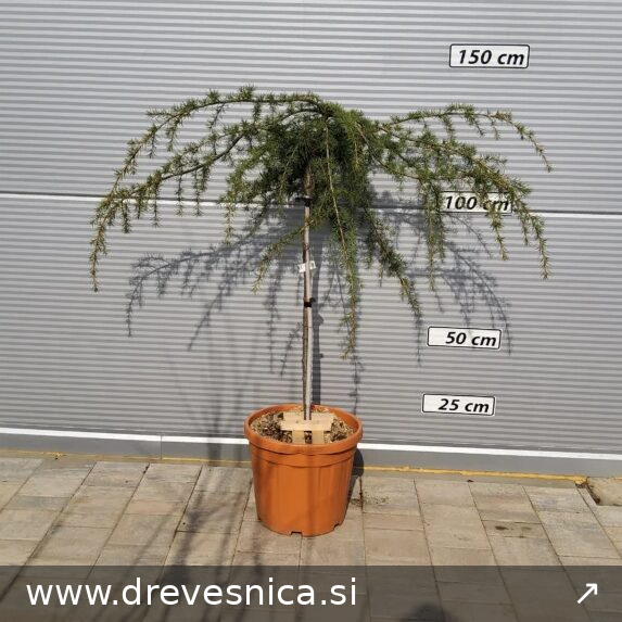 Cedrus deo. 'Pendula' Poveš.atl. cedra