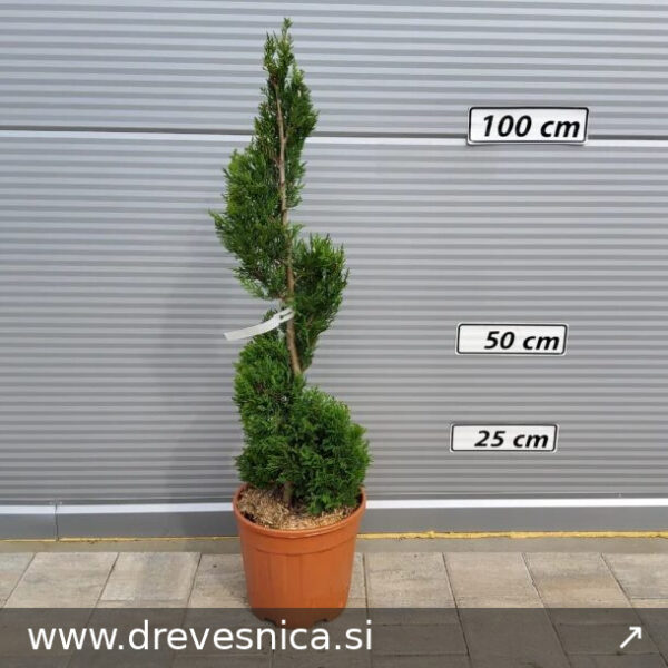 Cupressocyparis leylandii Vito (Leylandova cipresa vito Spirala)