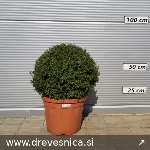 Ilex crenata 'Stokes' (Bodika)