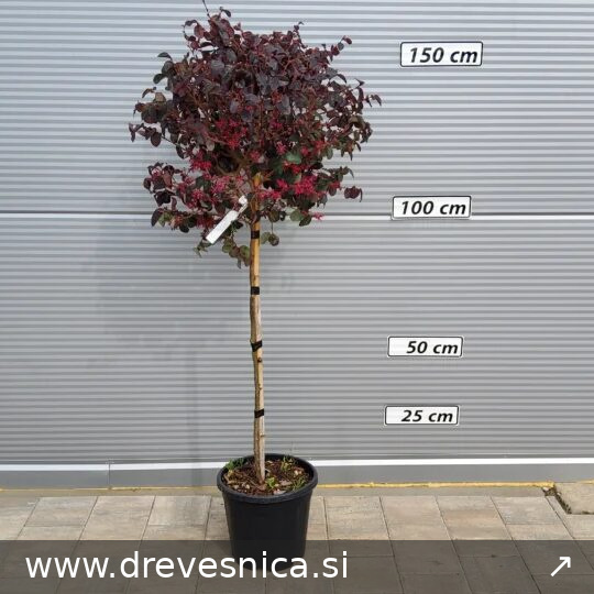 Loropetalum chin. 'Fire Dance' (Loropetalum na steblu)