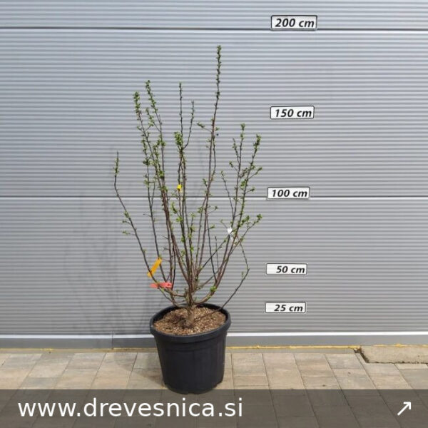 Malus 'Evereste' (Okrasna jablana)