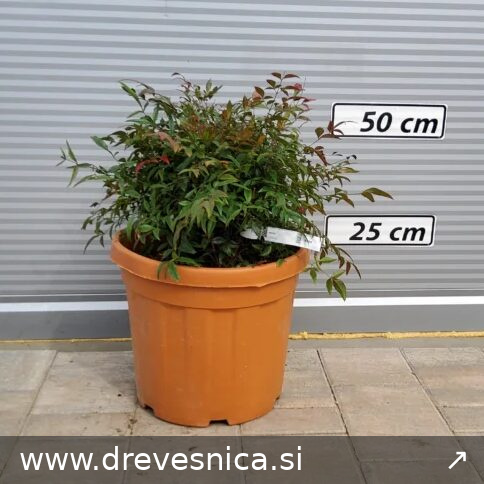 Nandina domestica 'Gulf Stream Rubra' (Nandina/Nebeški bambus)