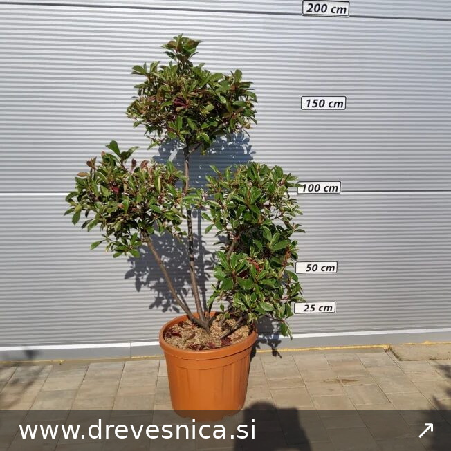 Photinia serr. ‘Louise ' (Fotinija pom-pon)