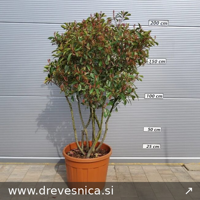 Photinia serr. 'Pink Marble' (Fotinija Dežnik)
