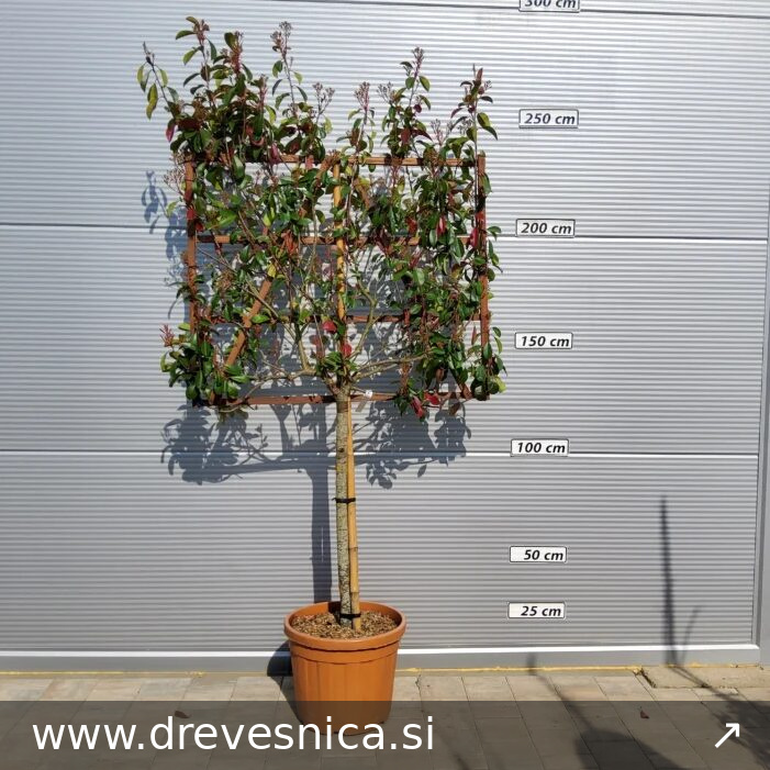 Photinia fr. 'Red Robin' (Fotinija BARIERA)