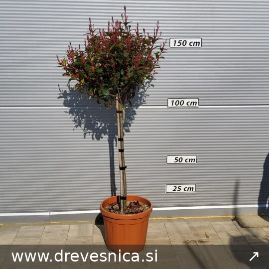 Photinia swe. 'Red Robin Compacta' (Fotinija na steblu)