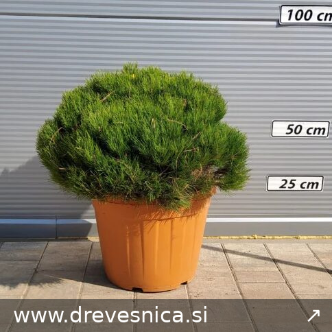 Pinus nigra 'Pierrick Bregeon (R))