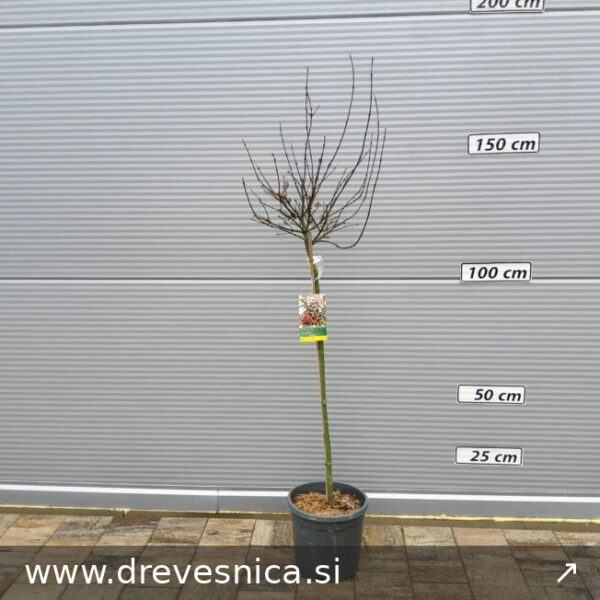 Acer palmatum 'Shaina' (Pahljač. rdečelist. javor na steblu)