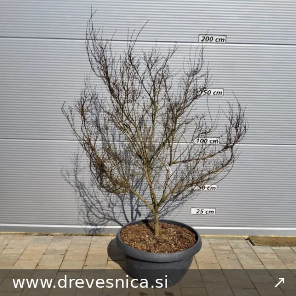 Acer palmatum 'Wilson's Pink Dwarf' (Pahljačasti javor)