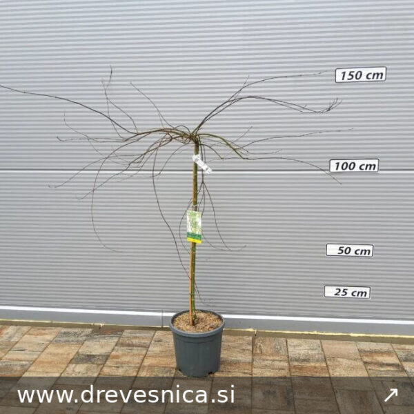 Acer palmatum 'Emerald Lace' (Pahljačasti javor na steblu)