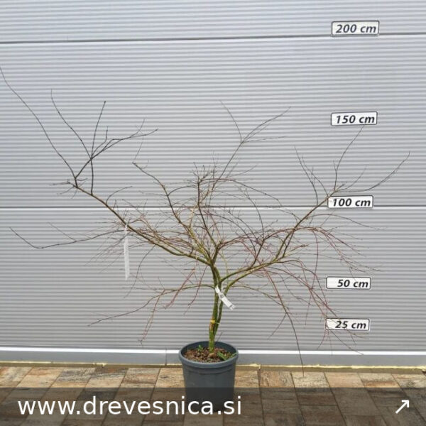 Acer palmatum 'Emerald Lace' (Pahljačasti javor)