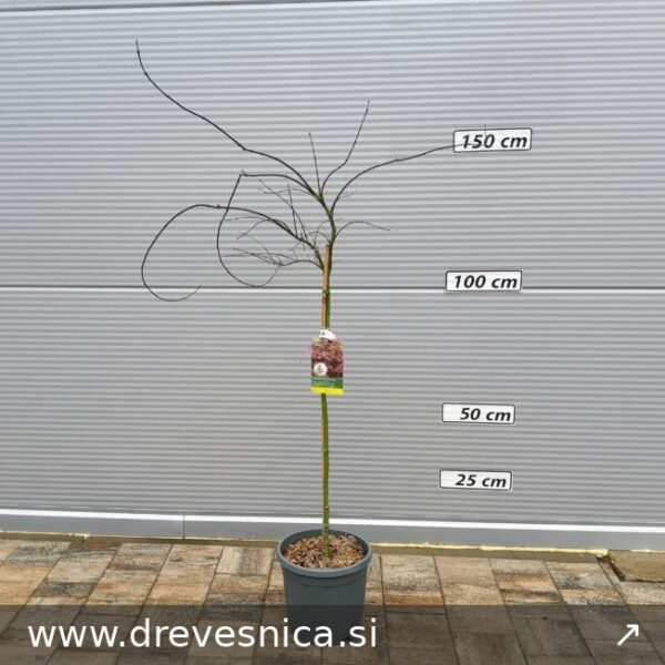 Acer palmatum 'Dissectum Garnet' (Rdečelistni pahljačasti javor na steblu)