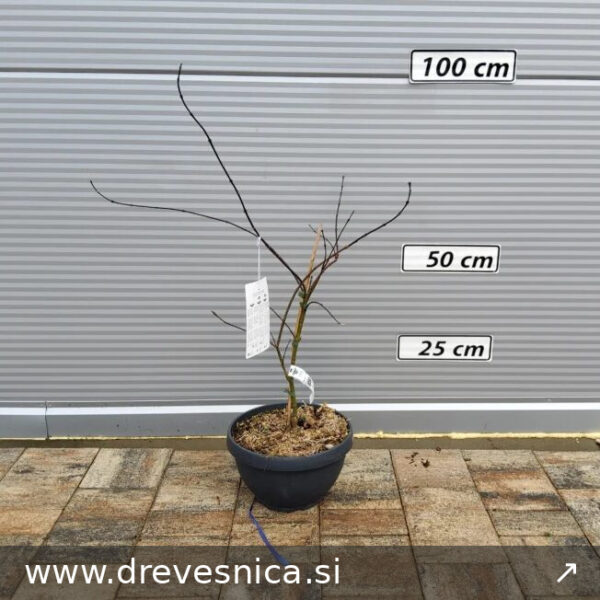 Acer palmatum 'Dissectum Garnet' (Rdečelistni pahljačasti javor)