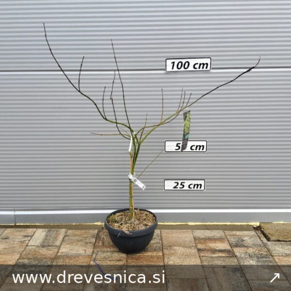 Acer palmatum dissectum 'Viridis' (Japonski javor 'Viridis')