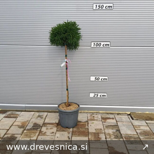 Cryptomeria japonica 'Little Champion' (Kriptomerija na steblu)