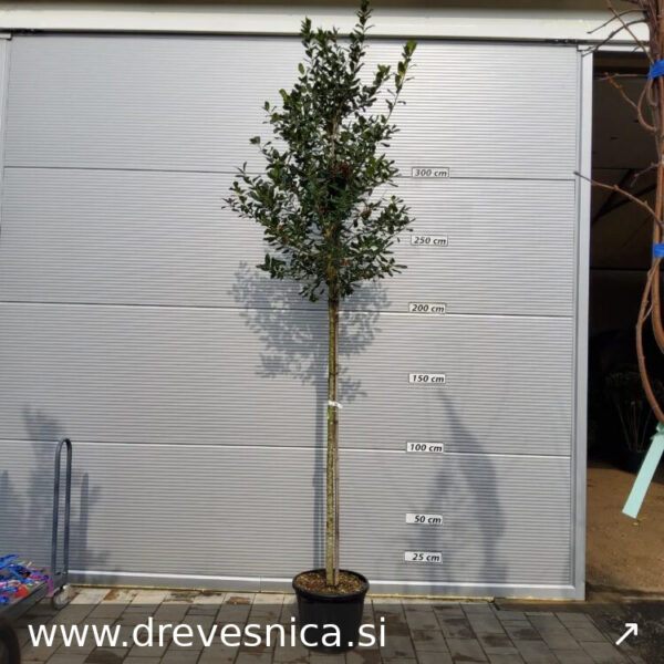 Ilex mutchagara 'Nellie R. Stevens' (Božlje drevce na steblu)