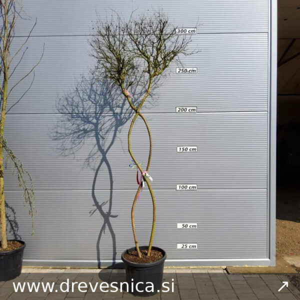 Lagerstroemia Indica oblikovana (Oblikovana indijska lagerstremija)