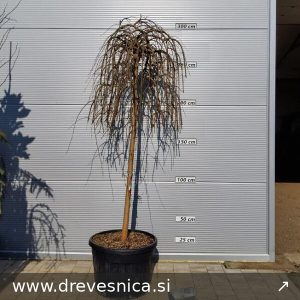 Morus alba 'Pendula' Povešava murva