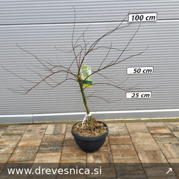 Photinia serrat. 'Pink Crispy' (Fotinija)