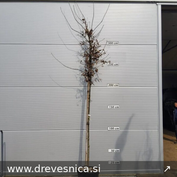 Quercus robur (Hrast DOB)