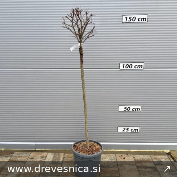 Salix integra 'Hakuro -Nishiki' (Pisanolistna japonska vrbica)